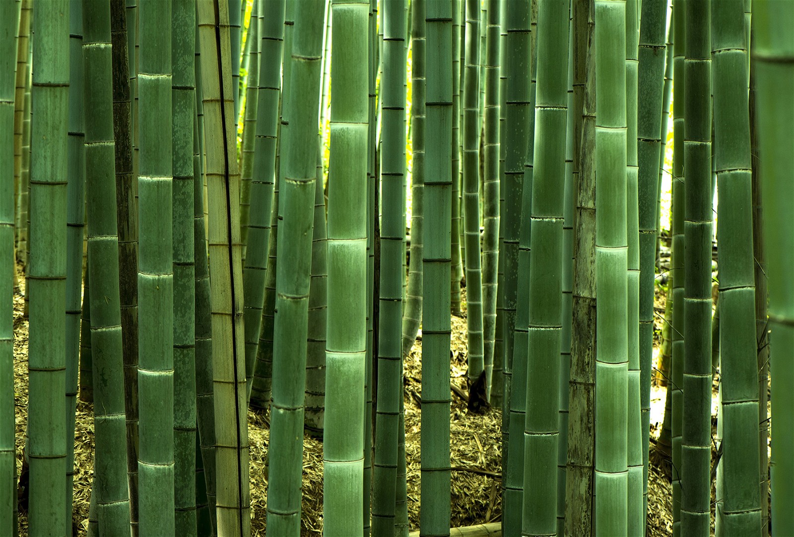  Bambu